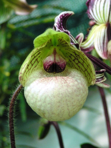Paph. hiepii